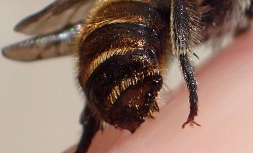 Osmia caerulescens